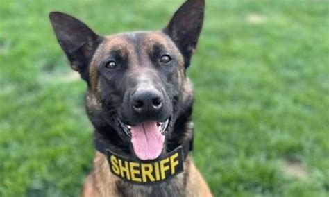 Strange dog in video from Fresno home was missing K-9 officer
